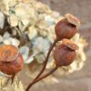 3 Small Metal Poppy Seed Heads
