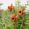 Set of 3 Metal Daffodil's - Image 4