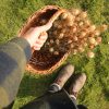 Wicker Basket #3 - Image 2